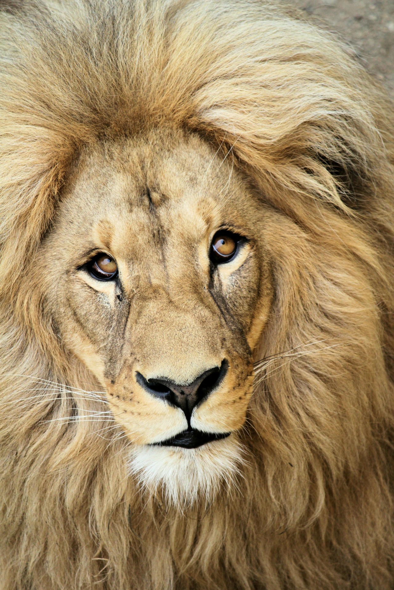 Quotes To Meditate On As We Approach Leo Season